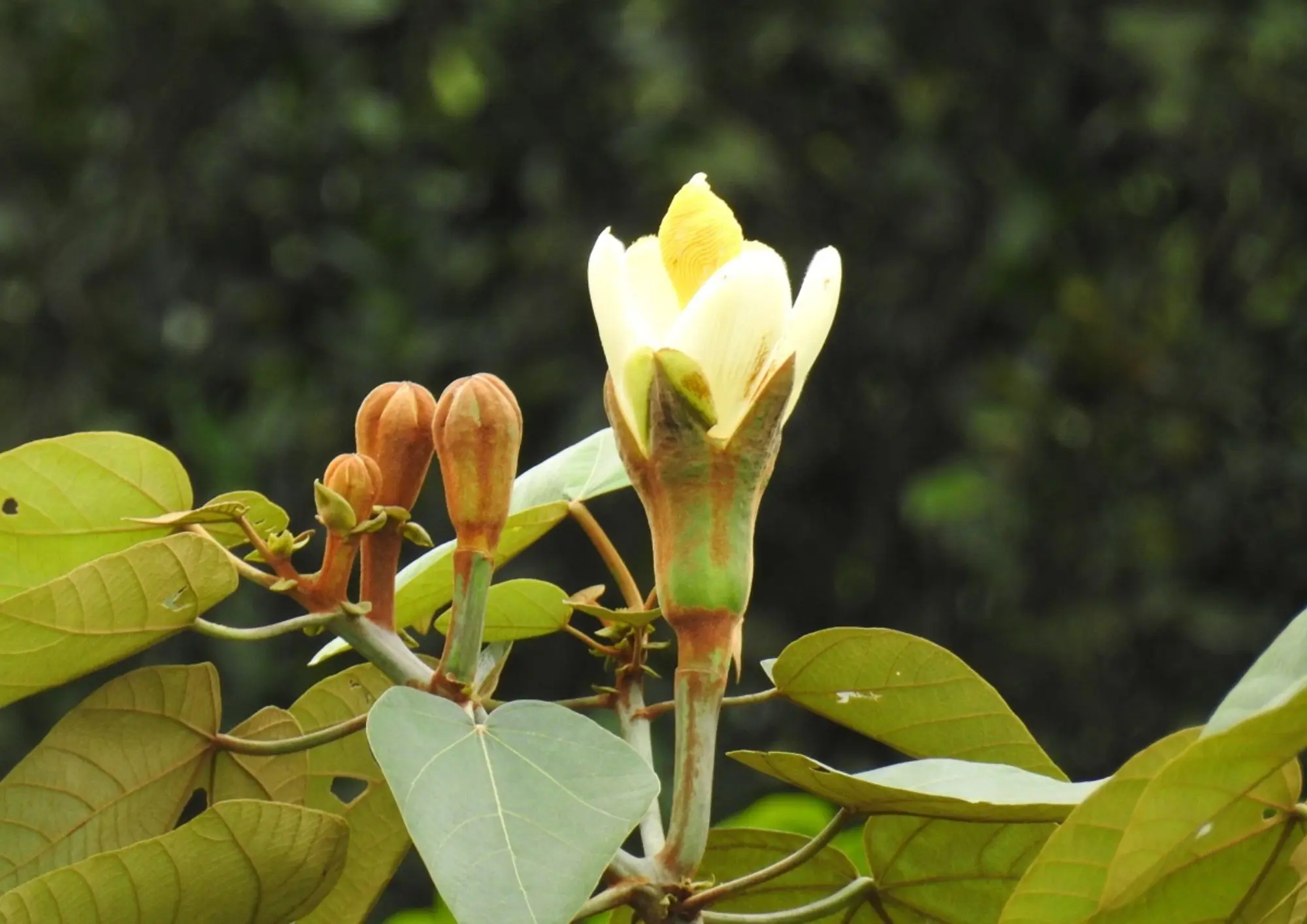 plantas nativas para encender una fogata