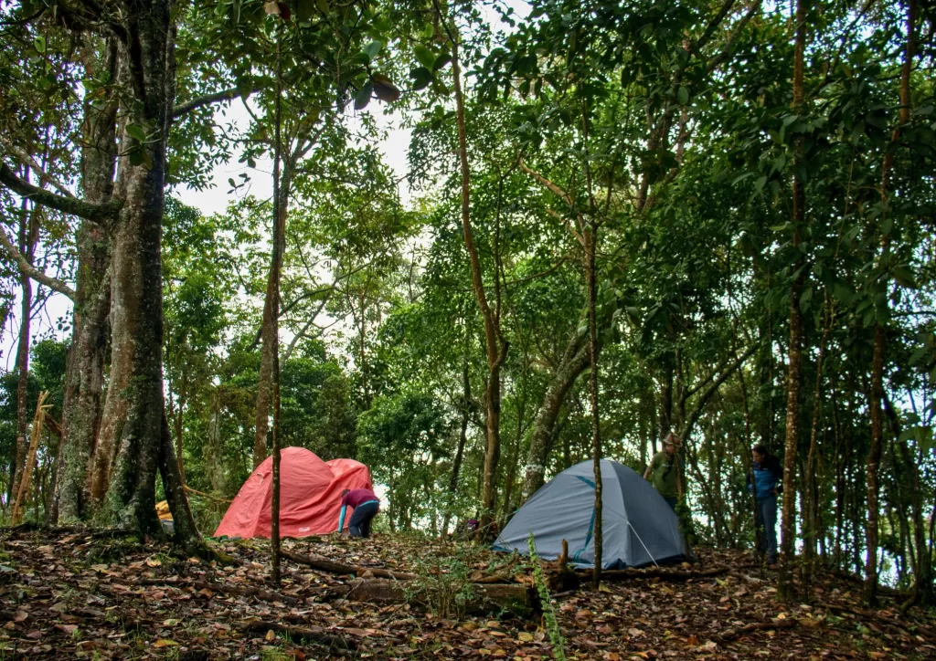 Camping en el bosque de niebla