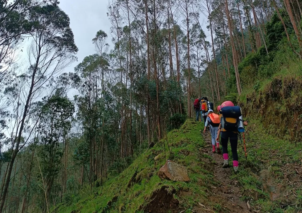 Camping en el bosque de niebla
