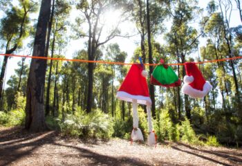 Camping en navidad