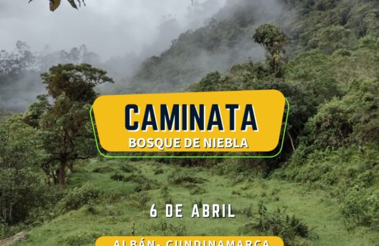 caminata bosque de niebla