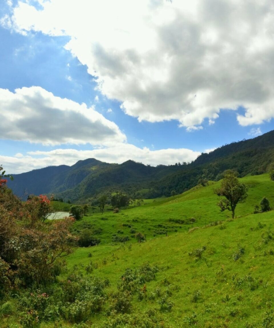 Caminata Bosques del Gualivá