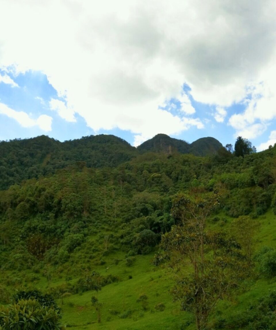 Caminata Bosques del Gualivá