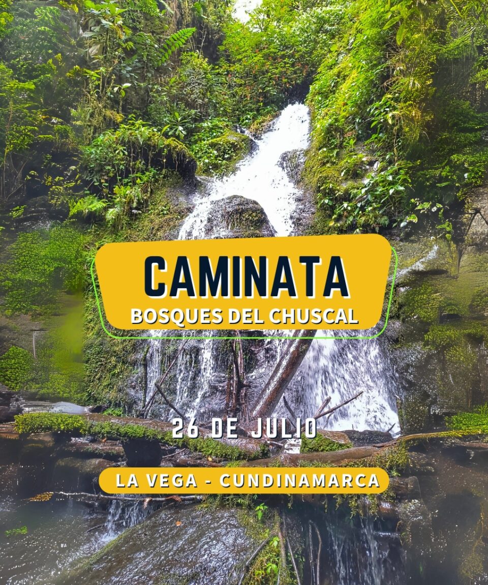 Caminata Bosques del Chuscal